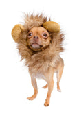 Small Dog Lion Mane Costume
