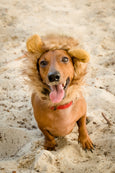 Small Dog Lion Mane Costumes