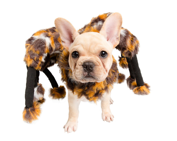Scary Spider Dog Costume