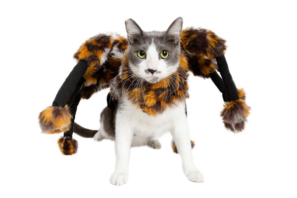 Scary Spider Cat Costume