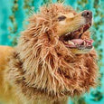 Winner Pet Parade - Dog Lion Mane Costume
