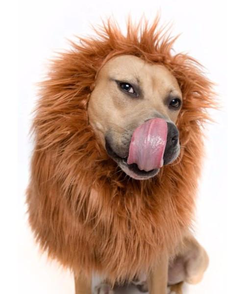 Big dog lion mane costume